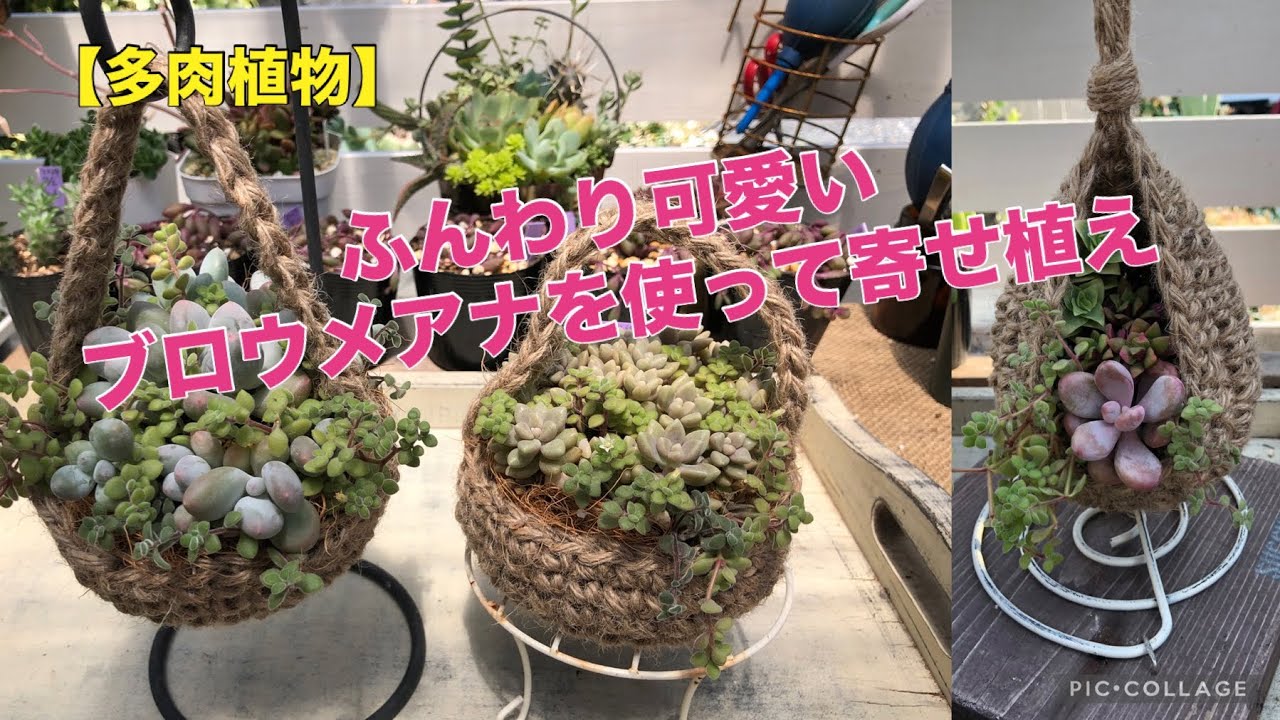 多肉植物】麻紐で編んだカゴにブロウメアナを使って寄せ植え 2024.8.7