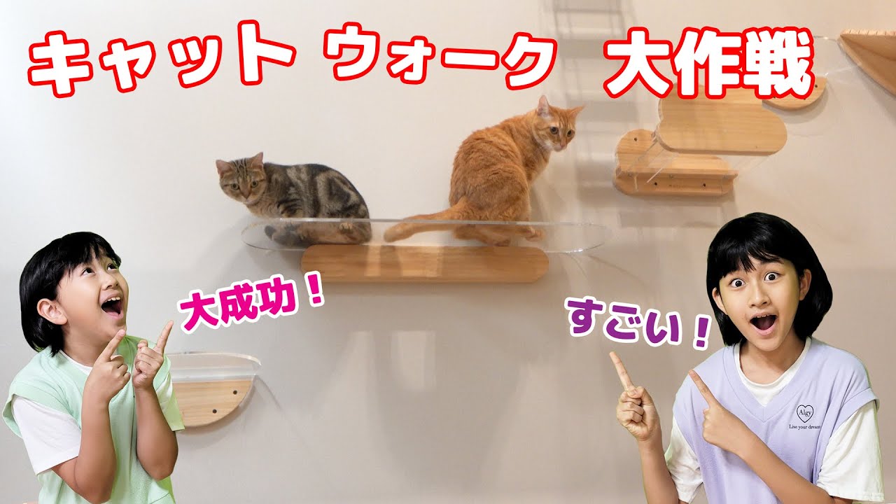 引っ越し後、全然キャットウォークを使わない猫様・・・何とかして使っ