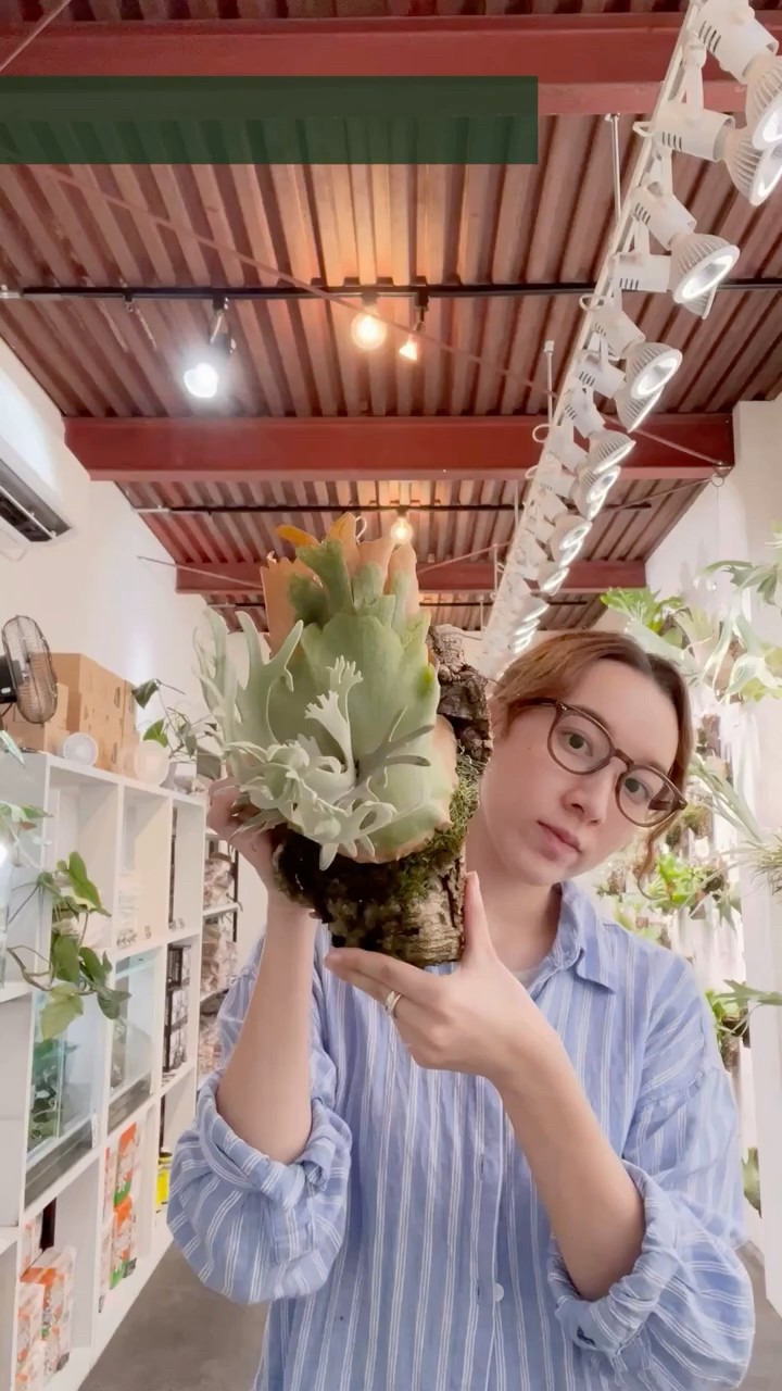 ビカクシダ #ウィリンキー #エルベス #platycerium #willinckii #elves