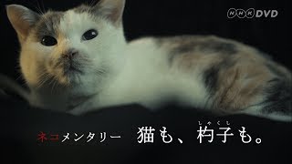4/17発売「ネコメンタリー、猫も、杓子も。」DVD発売記念パネル展開催