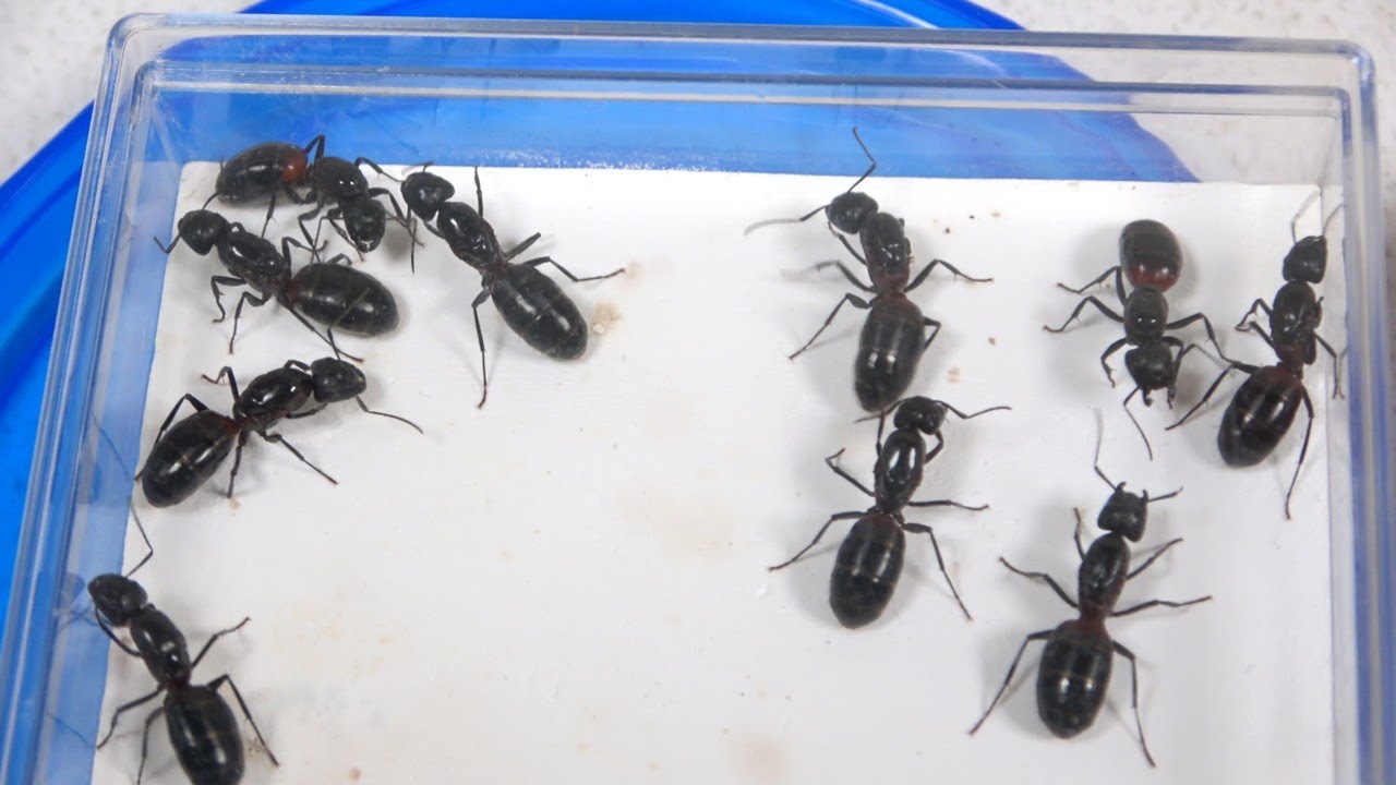 はーりぃふぉっくす 雪の魔王編 for PC-8801 (1986) - YouTube