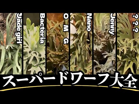 ビカクシダ セット ジェニー 金童 OMG Amazon.co.jp: P.willinckii OMG