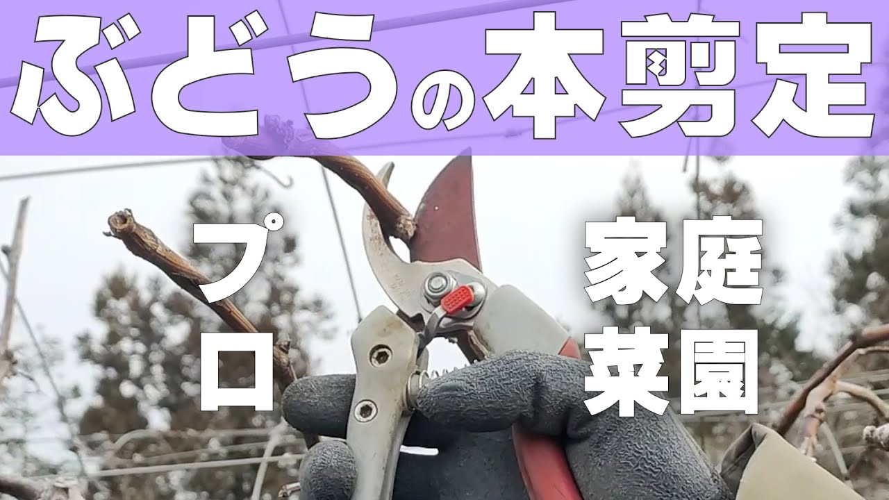 ぶどう】家庭菜園の本剪定・プロの本剪定◇どこで切る？【短梢剪定