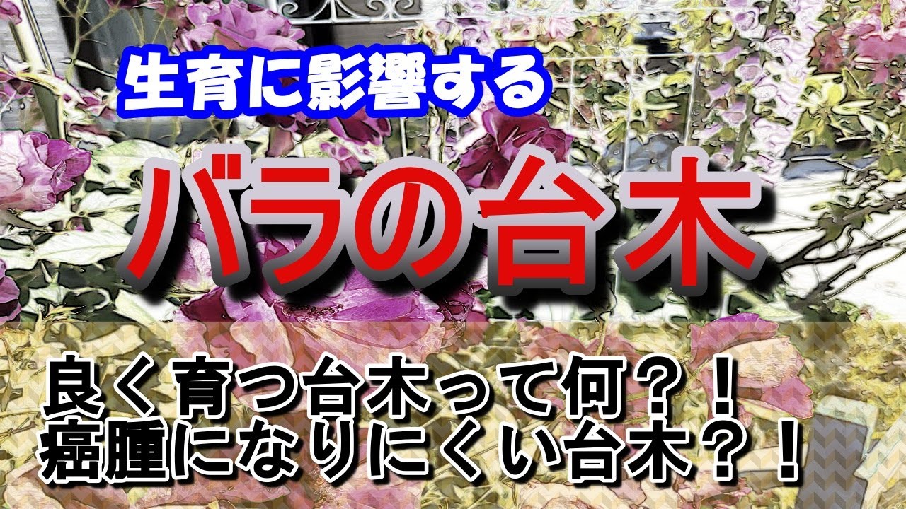 Growing rose seedlings] The rootstock used for grafting rose