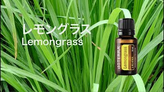 レモングラス - doTERRA TIMES