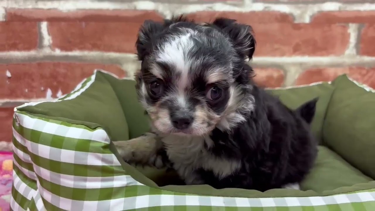 ペットショップCOO&RIKU No.00748854 チワワ（ロングコート） - YouTube