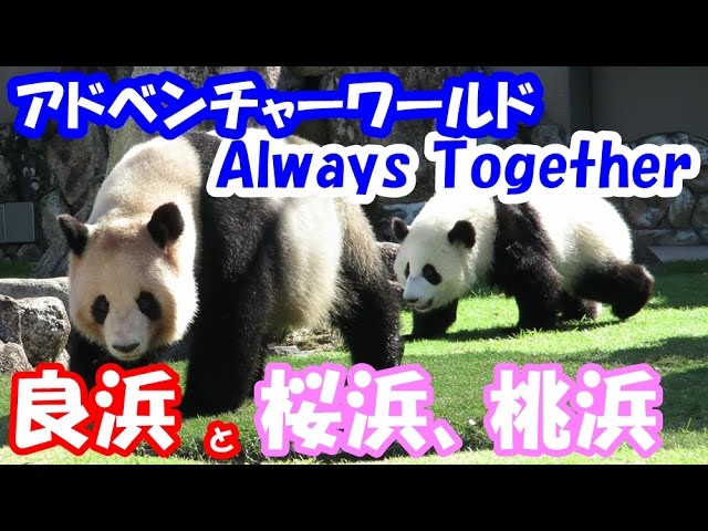 Always Together ～いつも一緒に～ 宮川 真奈美 アドベンチャー