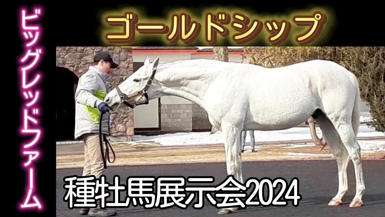 Gold Ship Big Red Farm Stallion Exhibition 2024 - YouTube