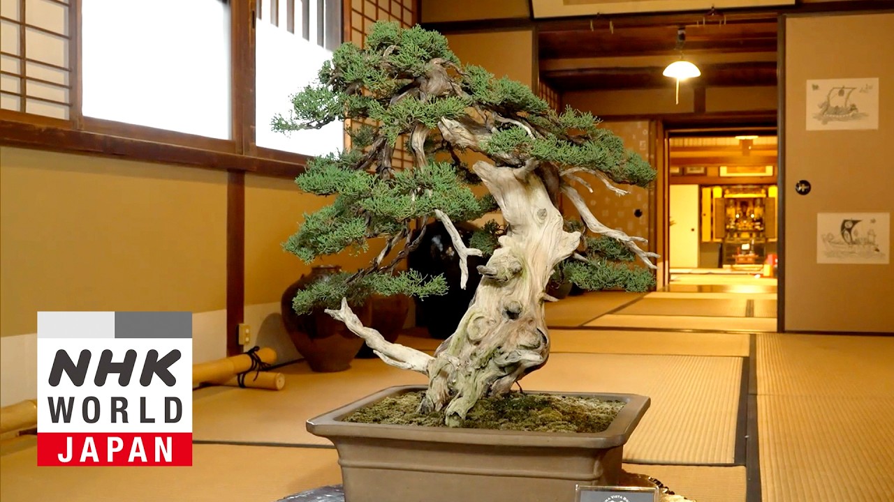 結果）【真柏】見所のある幹模様を生かして。 - YouTube