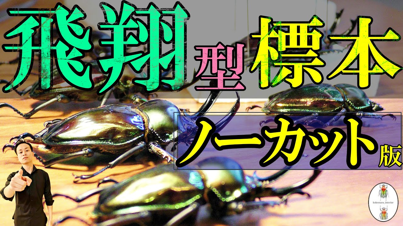 ノーカット！昆虫標本製作（てんそく作業） ニジイロクワガタ編 - YouTube