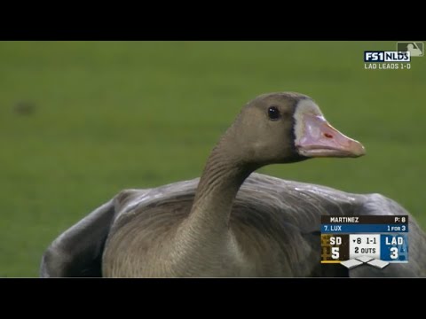 MLB】2022年メジャーの珍プレー集（総集編） - YouTube