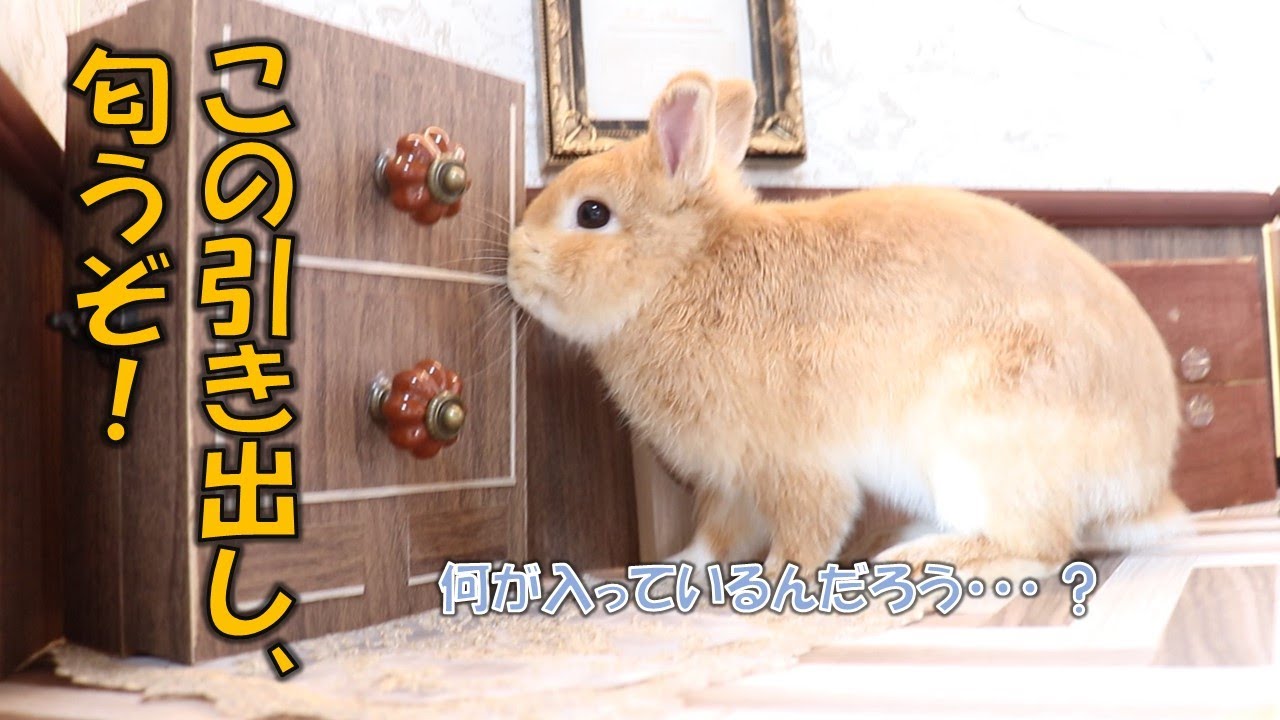 スタッフの妄想】うさぎさんサイズになって一緒に遊びた～い！ - YouTube