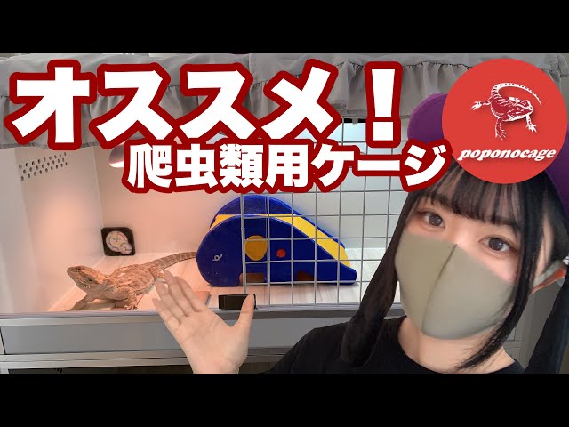 爬虫類用】ポポのケージ徹底解説！【フトアゴケージ】 - YouTube
