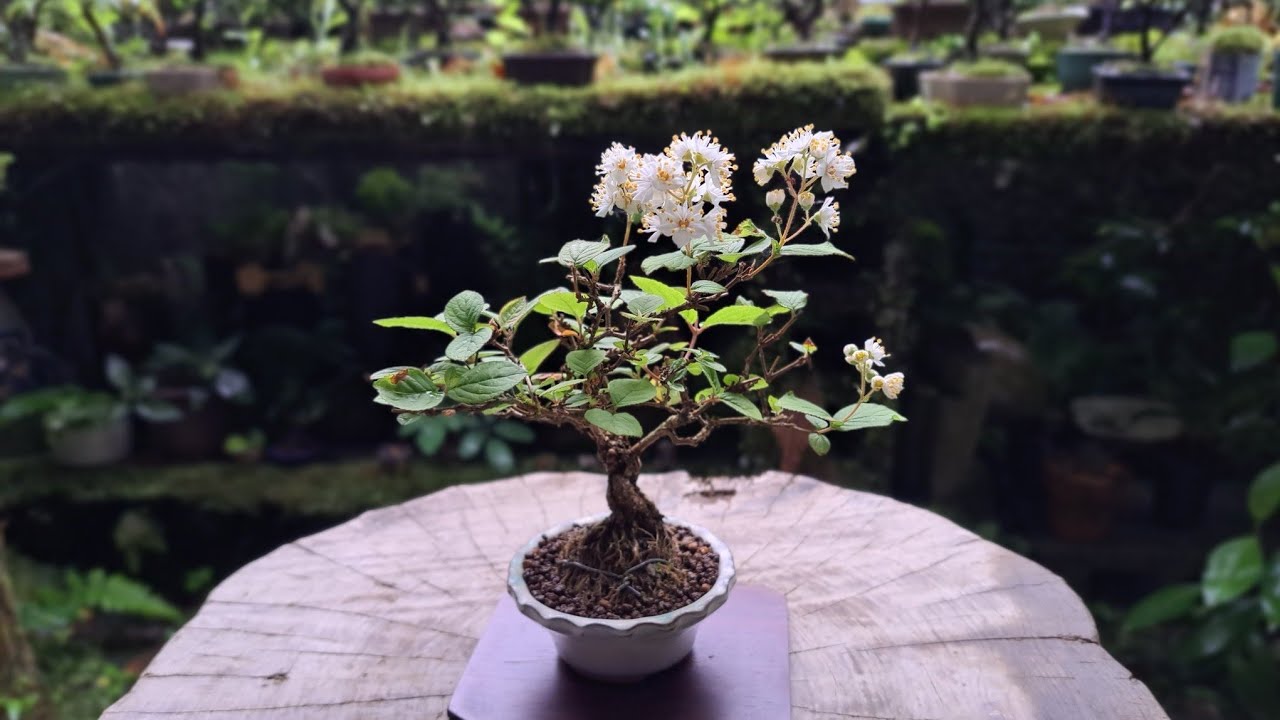 92 山採り ミツバツツジ 92 山採り ミツバツツジ