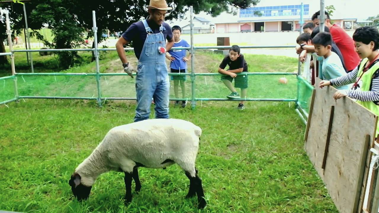 ひつじのこと｜いわぬまひつじ村