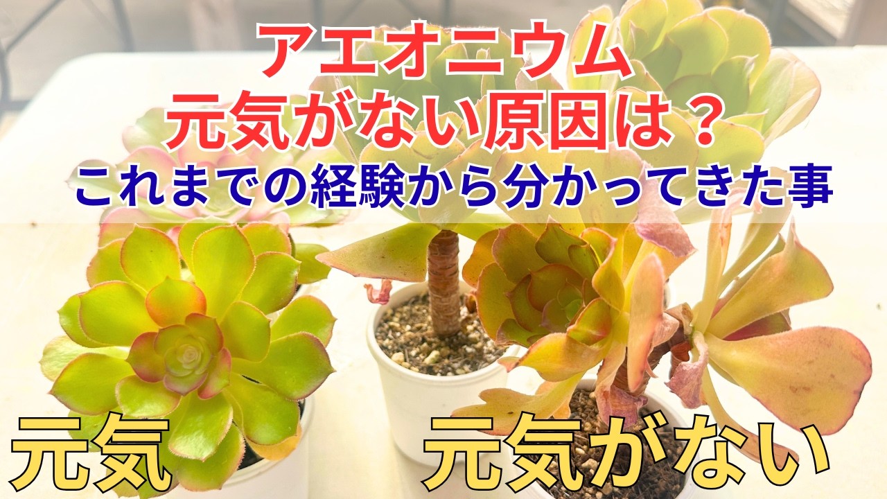 大好きな黒法師錦【アエオニウム】出し惜しみせずに販売します。2025年