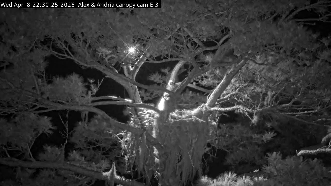 Kisatchie National Forest E-3 Canopy Cam, Alex II and Andria III