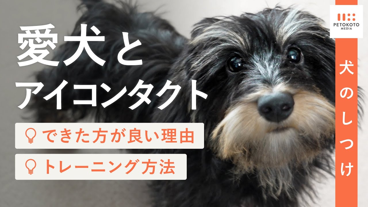 犬の呼び戻し・おいで】の教え方やポイントをドッグトレーナーが解説