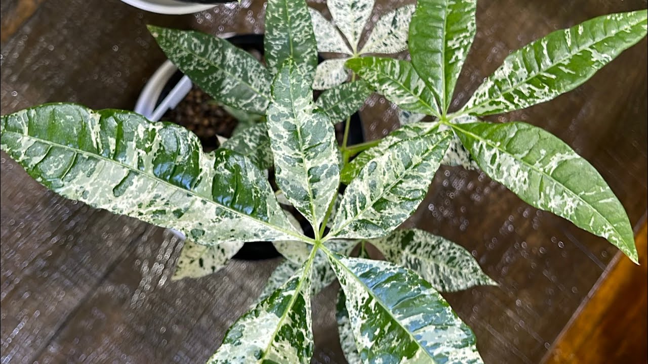 なぜ希少価値が高いのか⁉️】実生「パキラ ミルキーウェイ」🌿✨ - YouTube