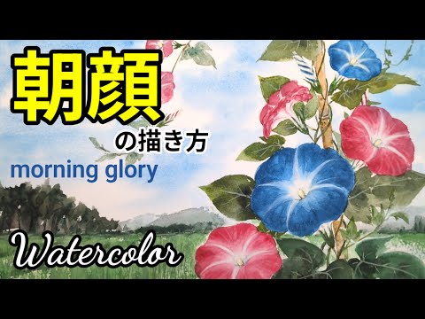 Watercolor/How to paint Morning glory with transparent watercolors