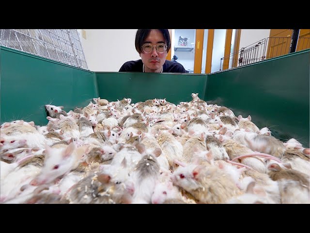 The soft-spotted rats have overpopulated - YouTube
