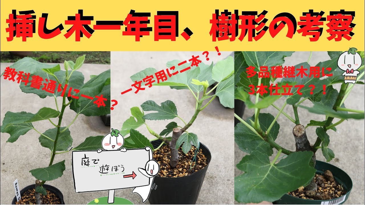 Let's Play with Figs in the Garden] This is a discussion of tree