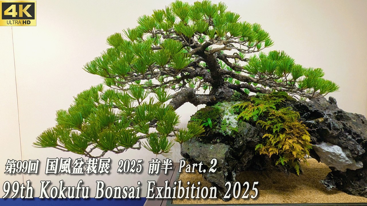 99th Kokufu Bonsai Exhibition 2025 First half Part.2 ~国風盆栽展