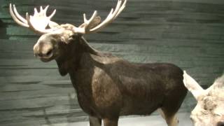 世界最大のシカ＞ヘラジカ（オオジカ） Moose - YouTube