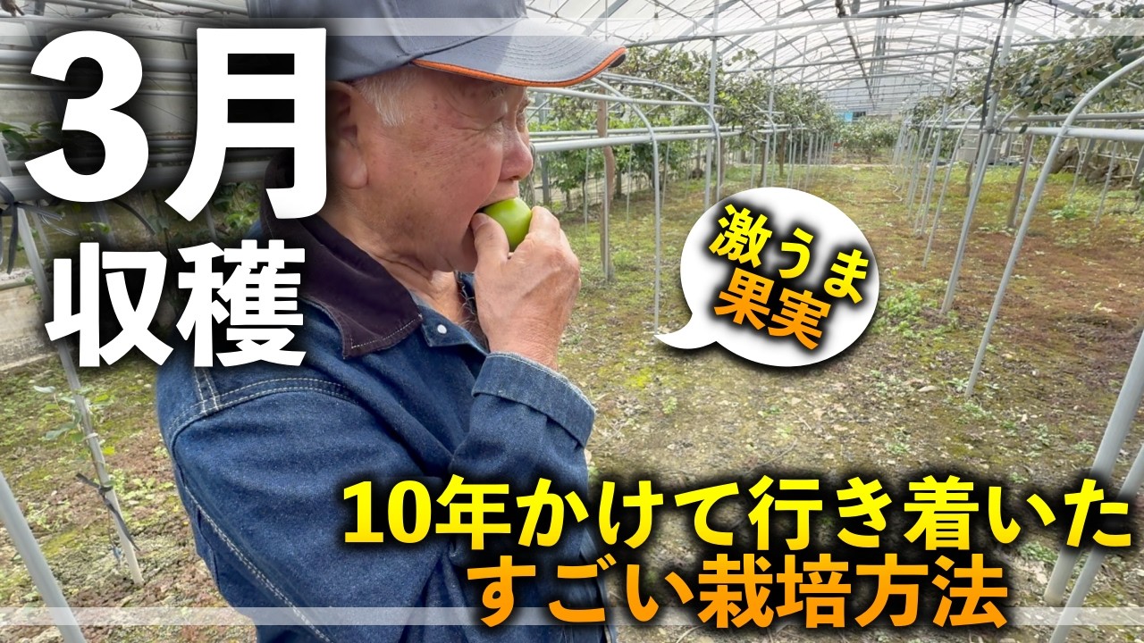 寒いところでも栽培できる初心者おすすめの熱帯果樹「13」選