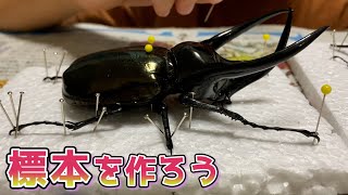 標本の作り方！】カブトムシ・クワガタ標本作りに挑戦！ - YouTube