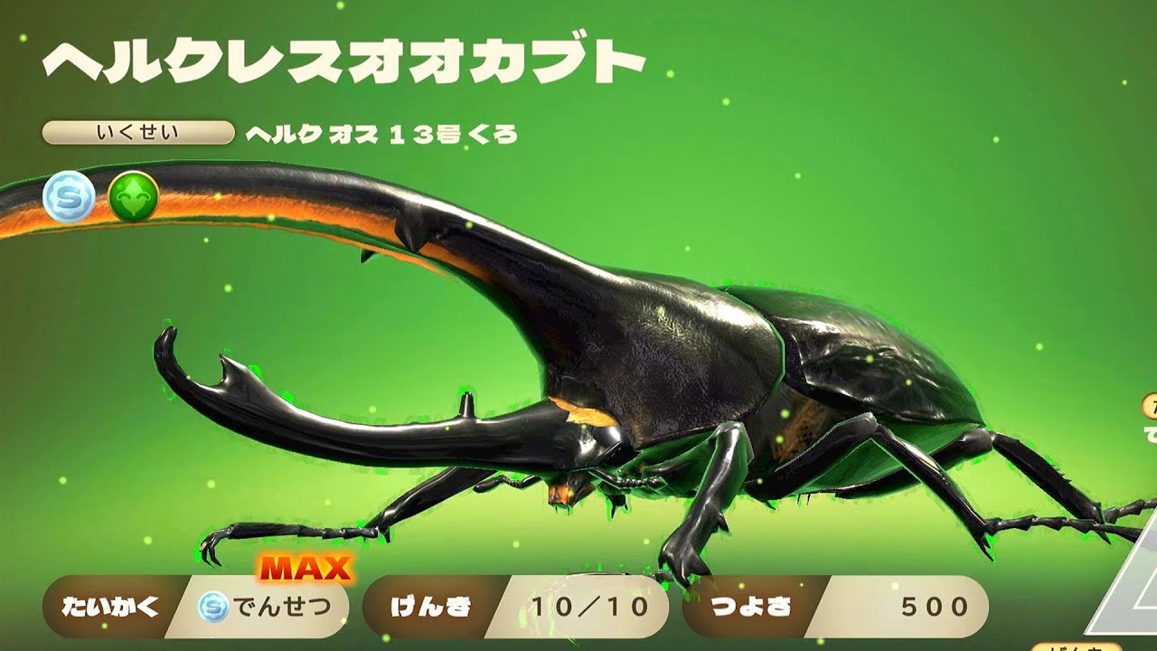 カブトクワガタ - ヘルクレスブラック 黒いヘルクレスオオカブト 新
