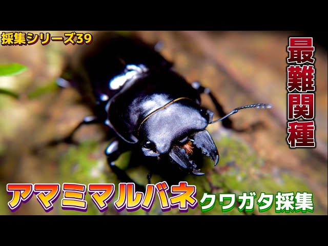 39種目】奄美の森で禁断のクワガタ「アマミマルバネ」を探す - YouTube