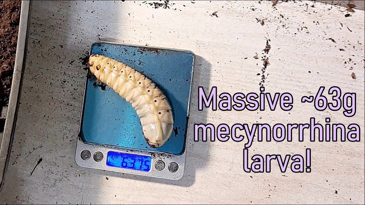 A giant 63g mecynorrhina torquata ugandensis larva! Placing pre