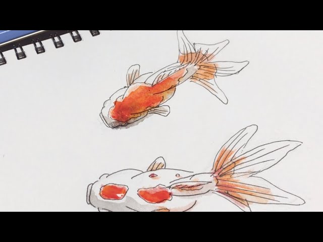 ペンと水彩色鉛筆で描く簡単な上から見た金魚の絵の描き方 - YouTube