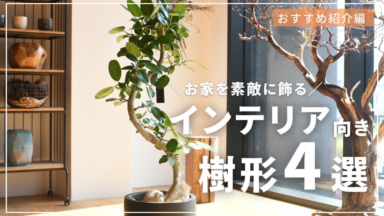 A must-see for interior enthusiasts! Choose houseplants based on