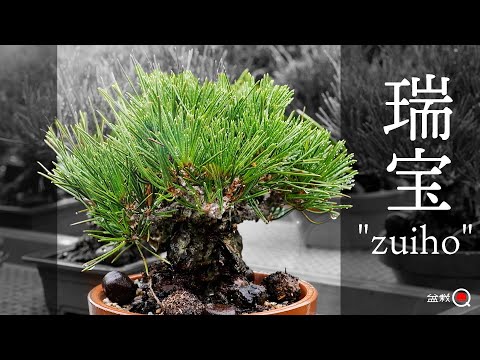 Cuttings are possible!? The charm of Zuiho [Bonsai Q] - YouTube