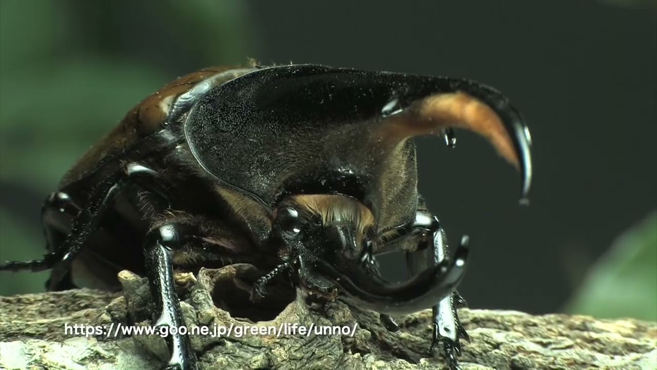 ヘラクレスオオカブト3亜種の解説 - YouTube