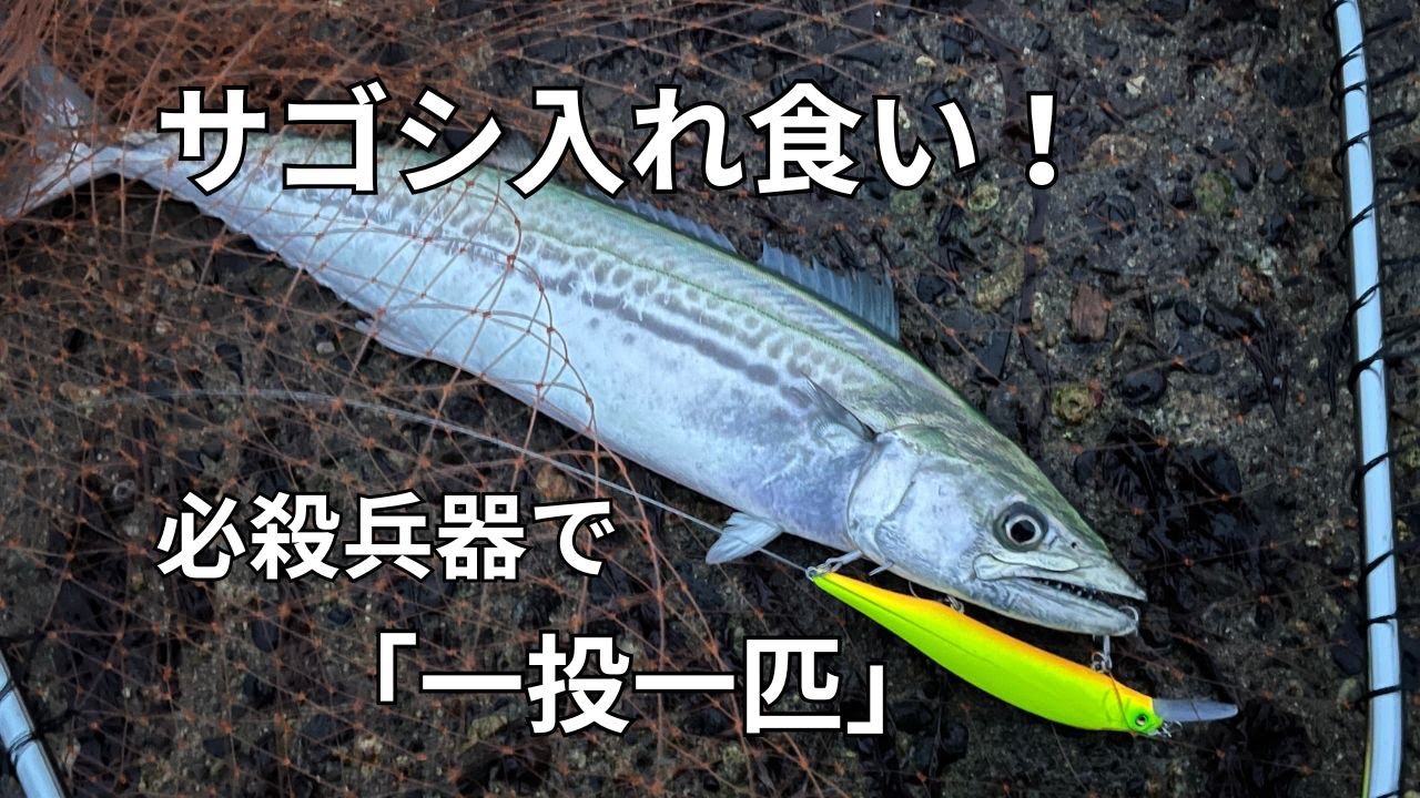 爆釣】新潟東港で「サワラ」が釣れるルアー14選！ハッピーフィッシング