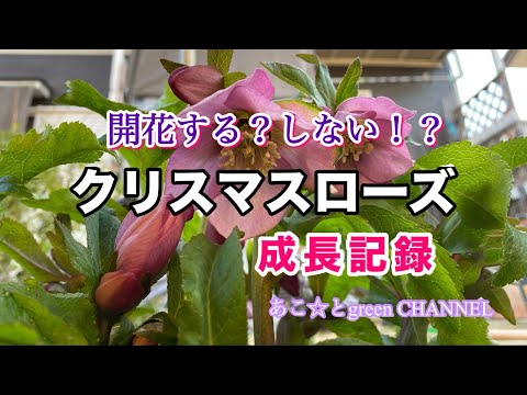 Christmas Rose] Sometimes it blooms, sometimes it doesn't! A