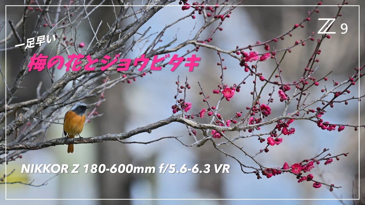 梅の花とジョウビタキを撮りたい！Nikon Z 9 & NIKKOR Z 180-600mm f