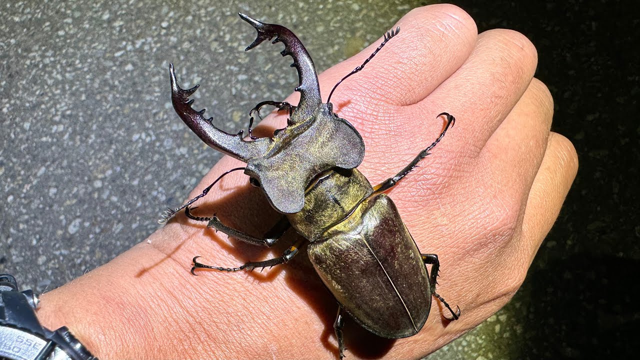 羽が無い！？】ハワイにしかいない！【ハワイハネナシクワガタ】 - YouTube