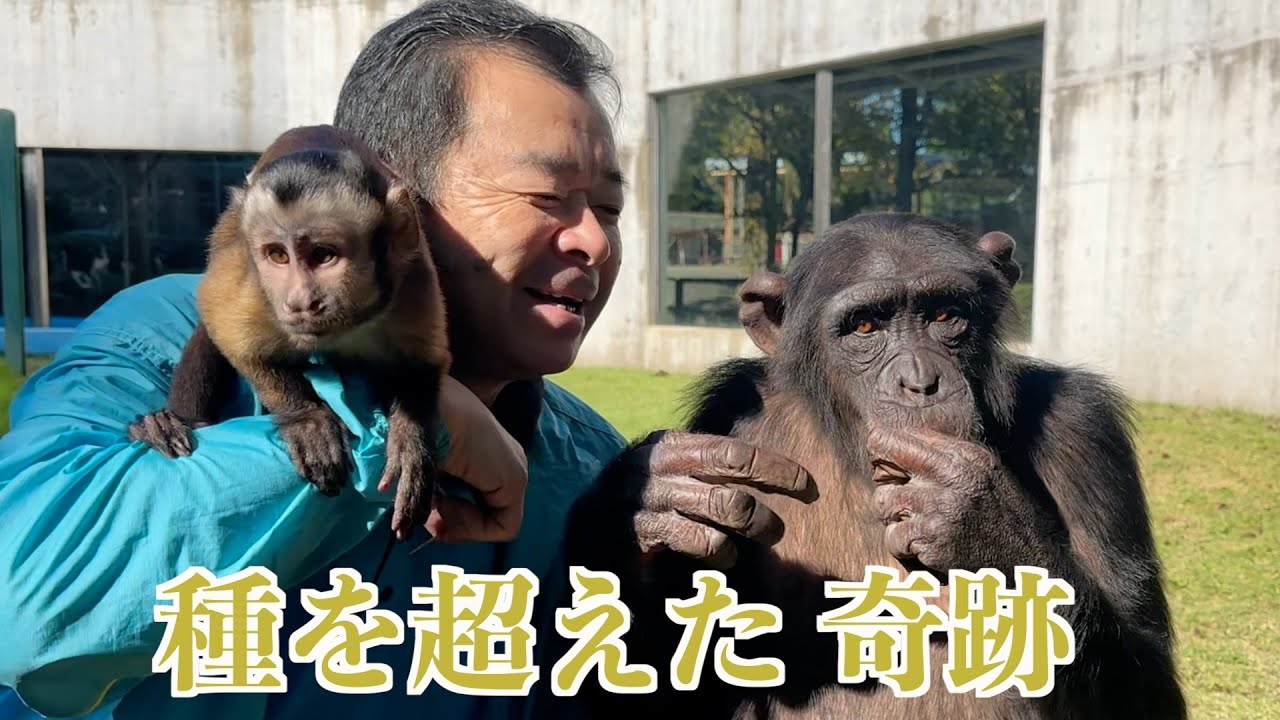 チンパンジープリンちゃん】と【フサオマキザルチョコ太くん】の優しさ