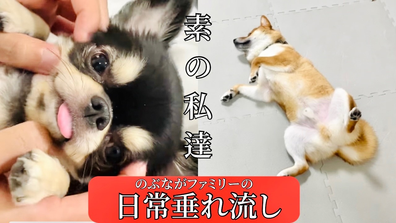 Real Life] The silly daily life of two men and three pet dogs