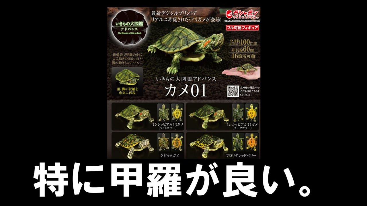 ガチャ】いきもの大図鑑アドバンスに初登場のカメです。確かに甲羅が
