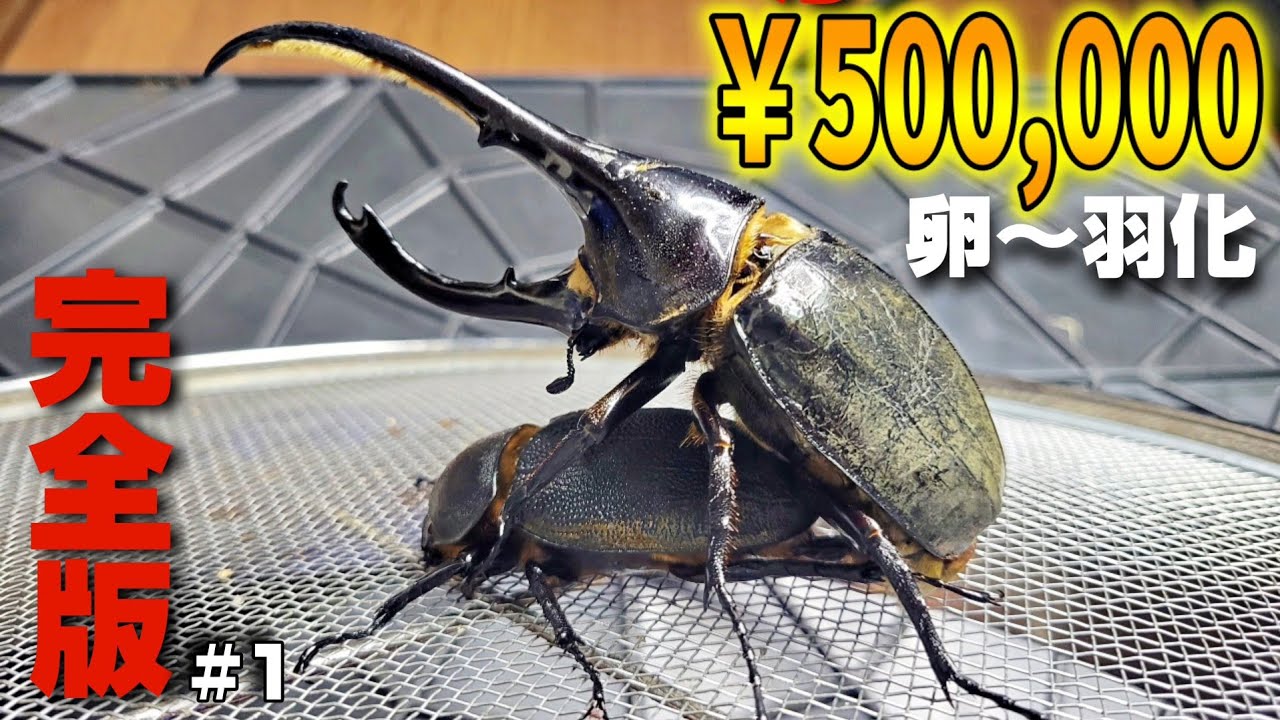 18年ぶりに入荷したヘラクレスリッキーブルーの繁殖〜羽化までの軌跡