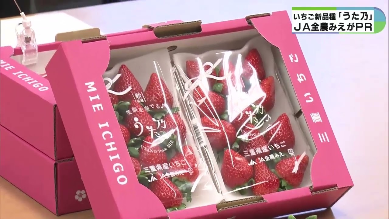 甘い。上品な味」 三重県が開発した新品種のイチゴ「うた乃」 鮮やかな