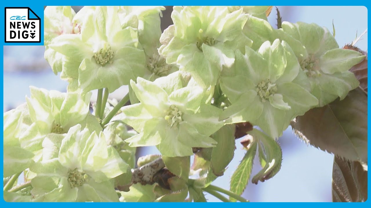 ピンクじゃなくて「緑」の桜 「御衣黄桜（ぎょいこうざくら）」が見頃