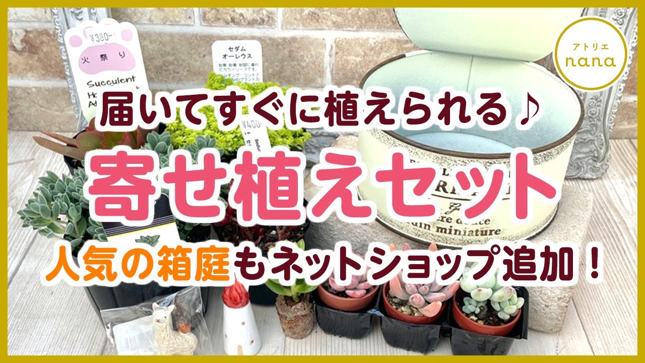 多肉植物】寄せ植えセット販売中！届いてすぐ植えられる♪箱庭も