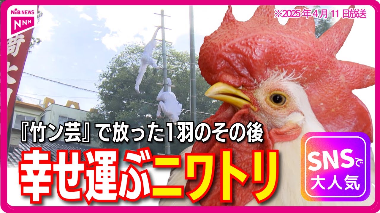 神様の贈り物」宙を舞ったニワトリが家族に！SNSで大人気の“よっちゃん