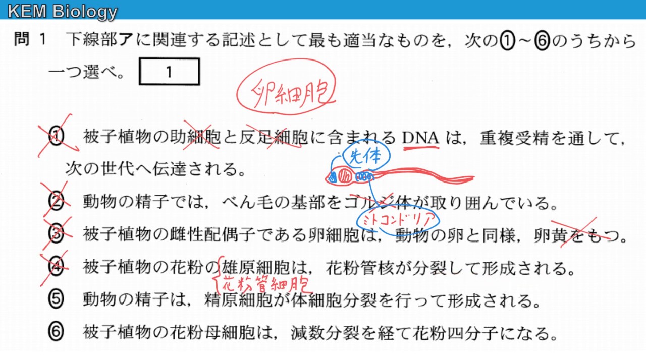 高校生物「センター2015 大問2 トレニア・ユウレイボヤの実験、母性
